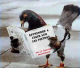 Pigeons 001-humourenvrac